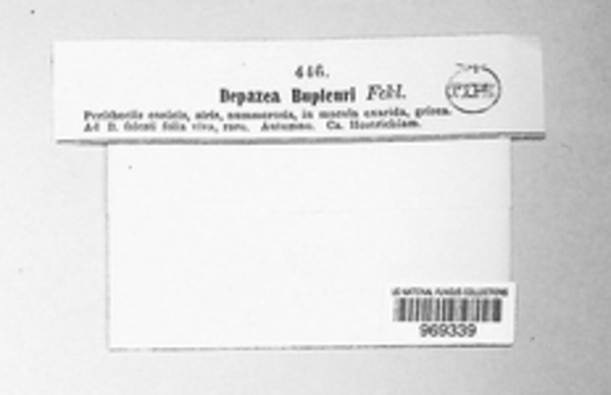Depazea bupleuri image